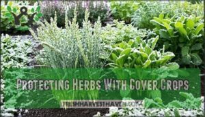 protecting herbs with cover crops