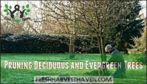 pruning deciduous and evergreen trees