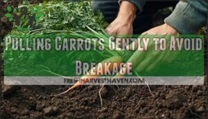 pulling carrots gently to avoid breakage