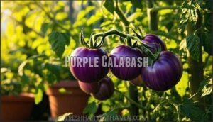 purple calabash