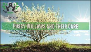pussy willows and their care