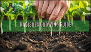 radishes growing guide