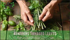 removing damaged leaves