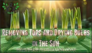removing tops and drying bulbs in the sun