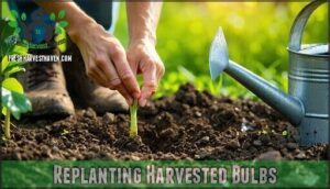 replanting harvested bulbs