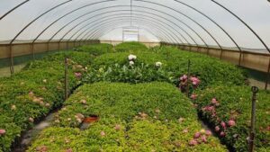 River Road Nursery