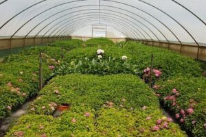 River Road Nursery