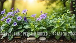 scaevola and persian shield characteristics