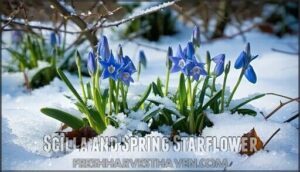scilla and spring starflower