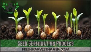 seed germination process