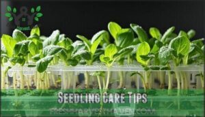 seedling care tips