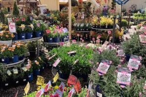 Serenity Garden Centre