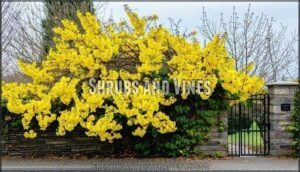shrubs and vines