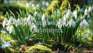 siberian squill and snowdrop characteristics