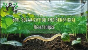 soil solarization and beneficial nematodes