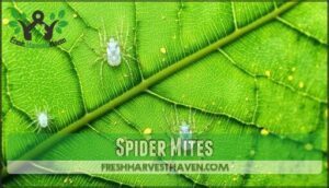 spider mites