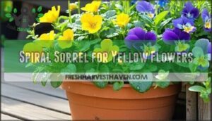 spiral sorrel for yellow flowers