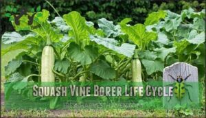 squash vine borer life cycle