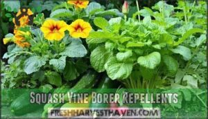 squash vine borer repellents