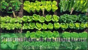 staggering plantings for extended harvest