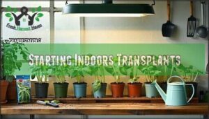 starting indoors transplants