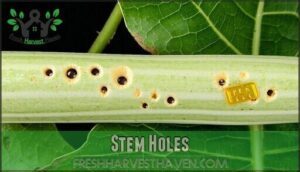 stem holes