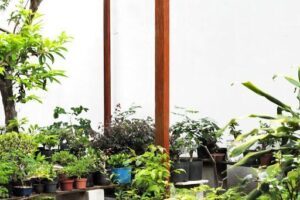 Sulacap Bonsai