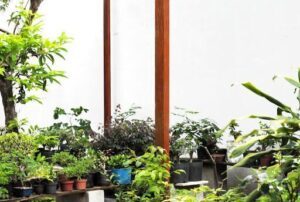 Sulacap Bonsai