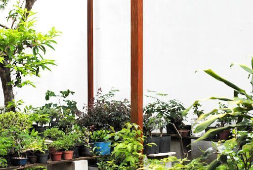 Sulacap Bonsai