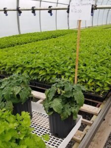 T & D Nursery