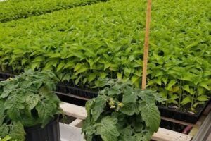 T & D Nursery
