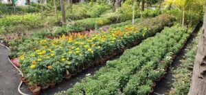 Taj Nursery