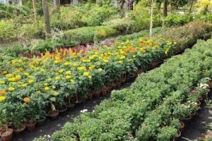 Taj Nursery