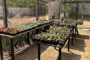 Terreno - Floricultura e Viveiro