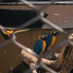 Three colorful birds are perched on a branch in their cage.