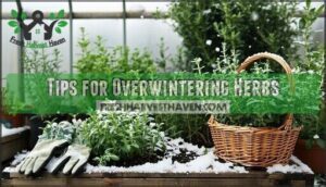 tips for overwintering herbs