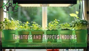 tomatoes and peppers indoors