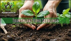 transplant your seedlings