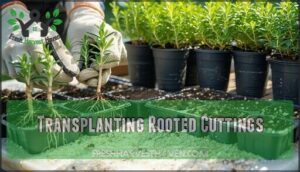 transplanting rooted cuttings