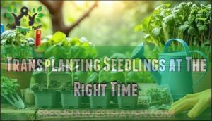 transplanting seedlings at the right time