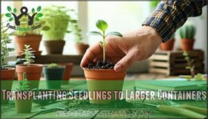 transplanting seedlings to larger containers