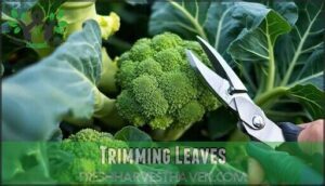trimming leaves