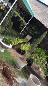 Tropical Garden