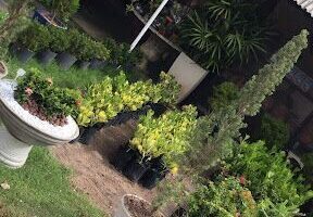 Tropical Garden