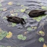 Two ducks swimming in a pond with leaves floating on the water.