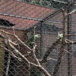 Two green parrots perched on a tree branch in their cage.