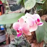 Two pink orchids blooming in a pot.