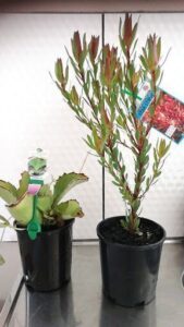 Two potted plants, one with a green spade and the other with a green spoon, are placed next to each other.