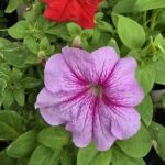 Two purple flowers with red centers are blooming in a garden.