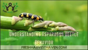 understanding asparagus beetle behavior